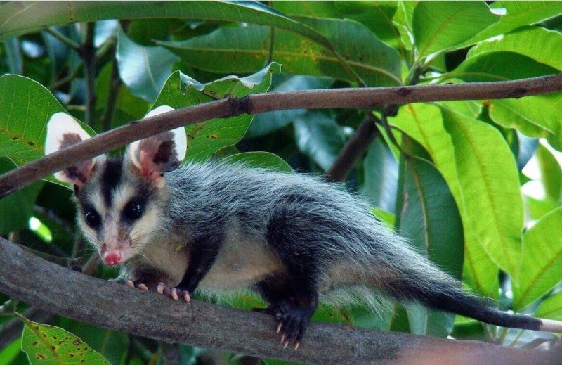 Didelphis albiventris