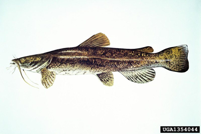 Pylodictis Olivaris