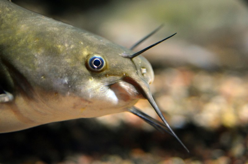 Catfish Family рыба