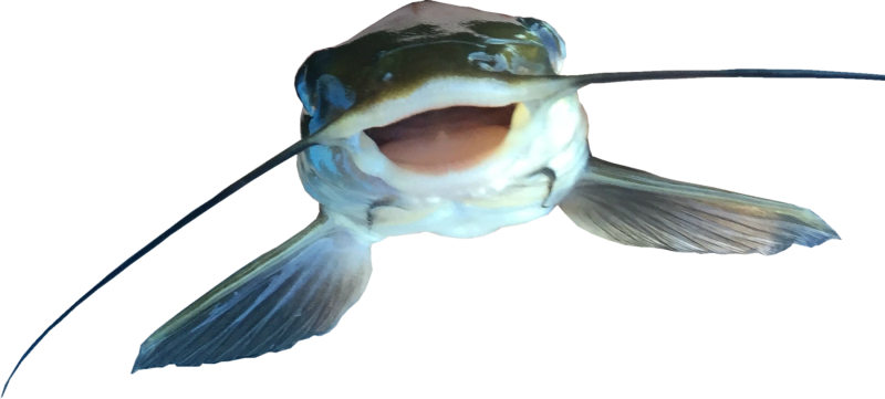 Сом на белом фоне