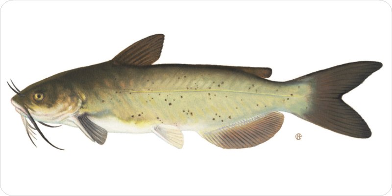 Channel Catfish рыба