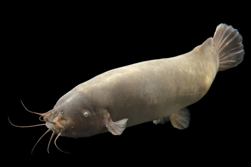 Malapterurus electricus