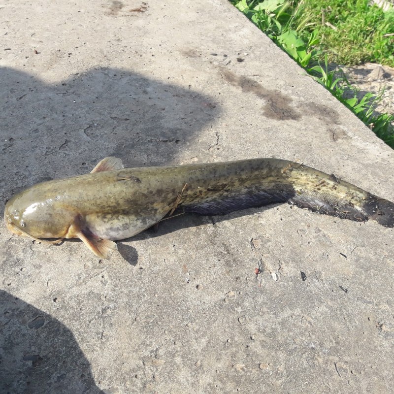 Сом убийца в Ростовском море