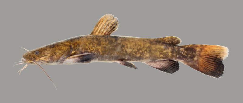 Flathead Catfish