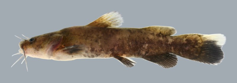 Pylodictis Olivaris