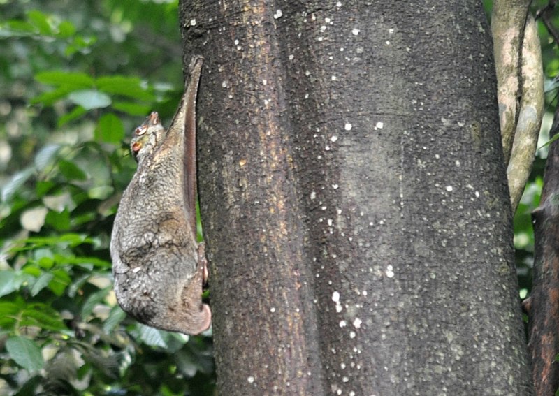 Galeopterus variegatus
