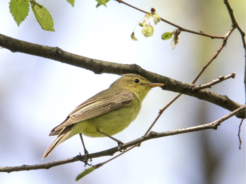 Бледная пересмешка (hippolais pallida)