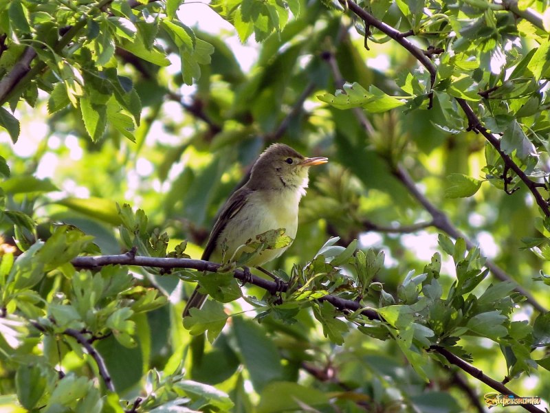 Бледная пересмешка (hippolais pallida)