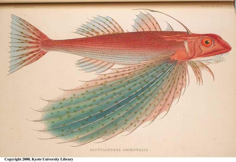 Dactyloptena orientalis