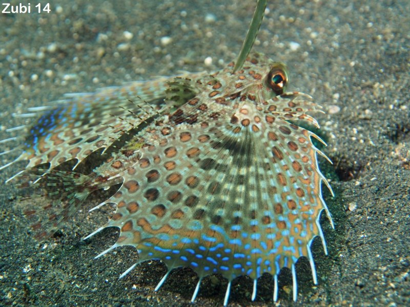 Dactyloptena orientalis