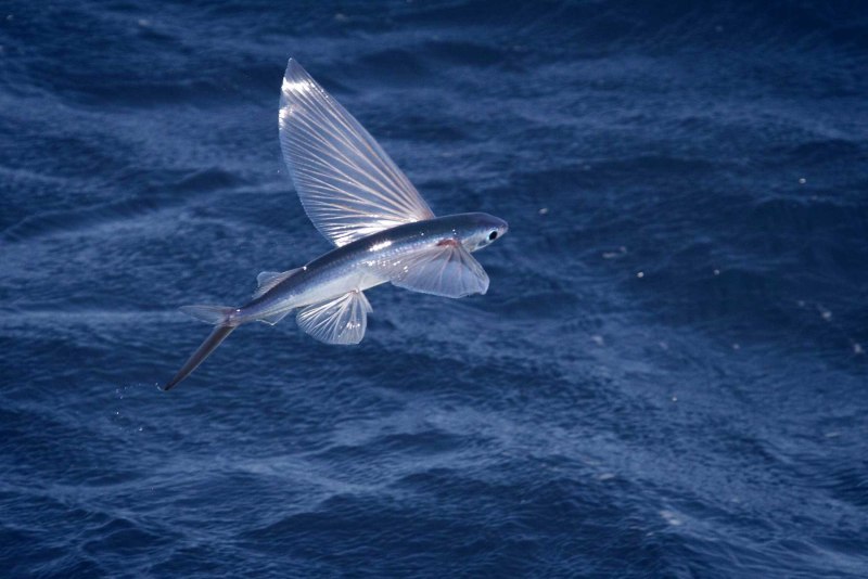 Летучая рыба – Exocoetidae
