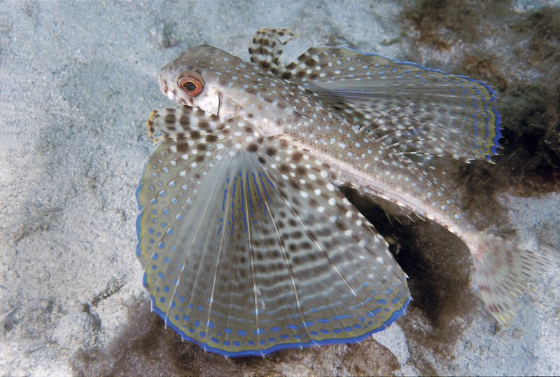 Dactyloptena orientalis