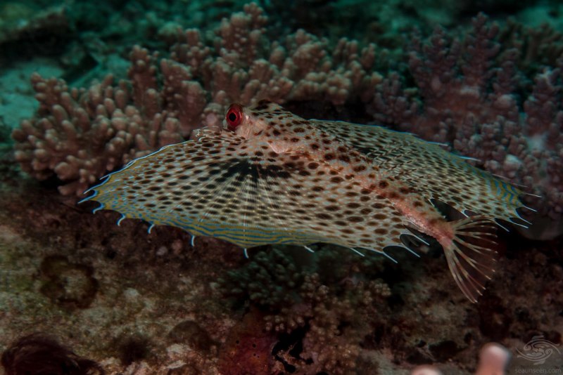 Dactyloptena orientalis