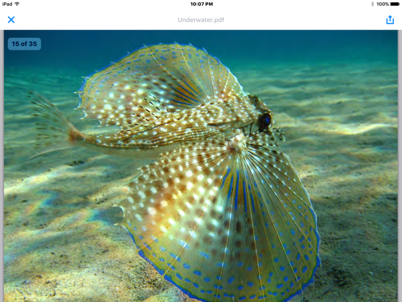 Рыба бабочка черное море