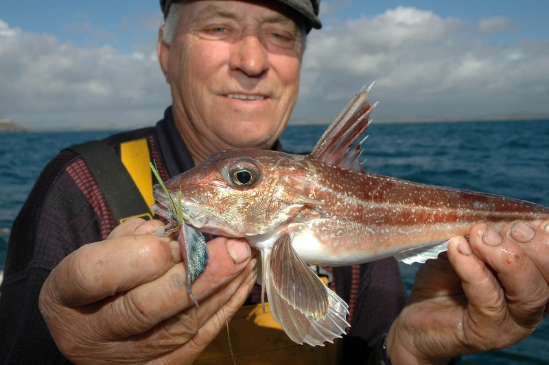 Red Gurnard рыба