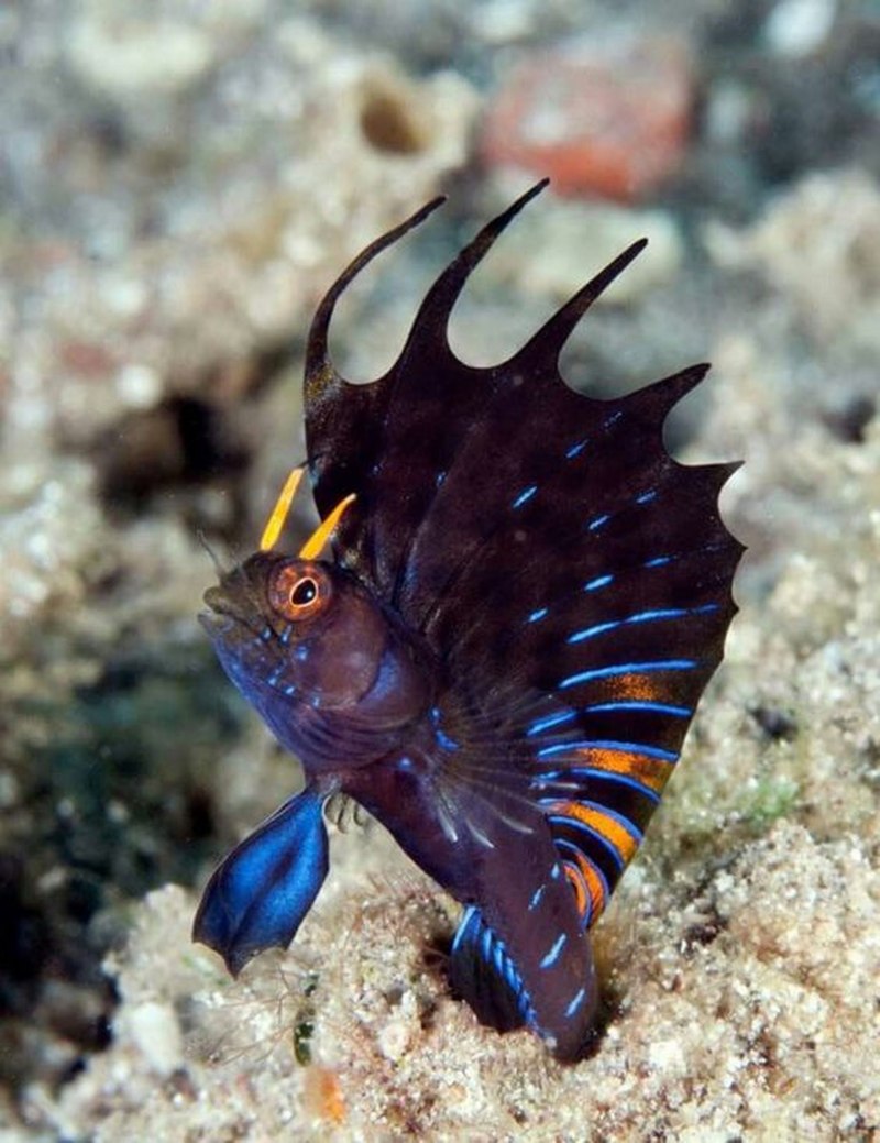 Emblemaria hypacanthus