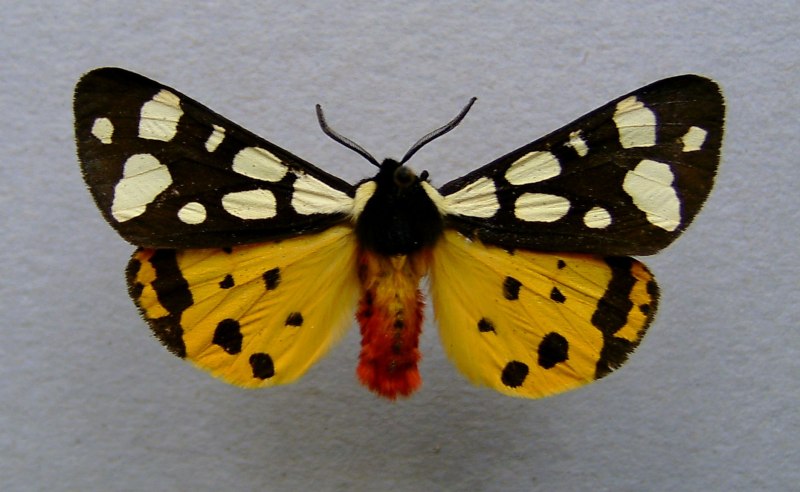Arctia villica