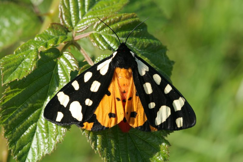 Arctia villica