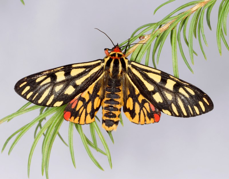 Медведица Менетрие (Arctia menetriesii)