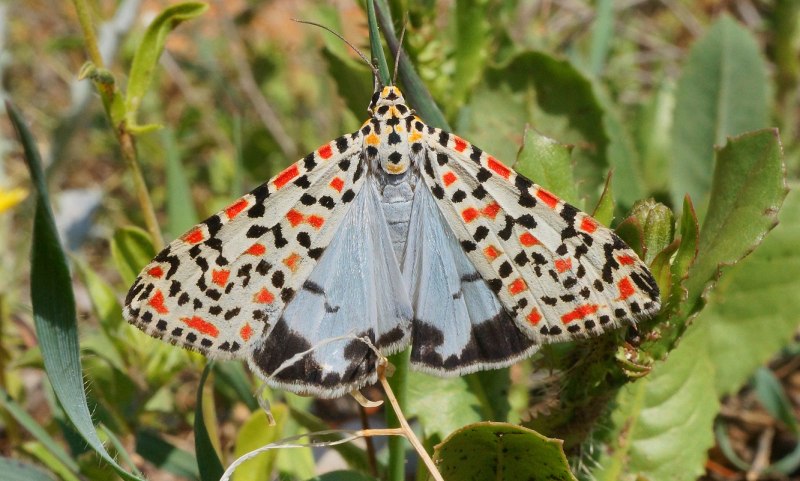Utetheisa pulchella