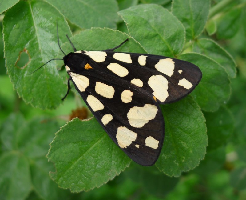 Arctia villica