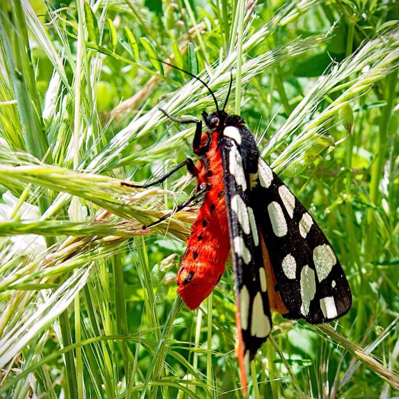 Arctia villica