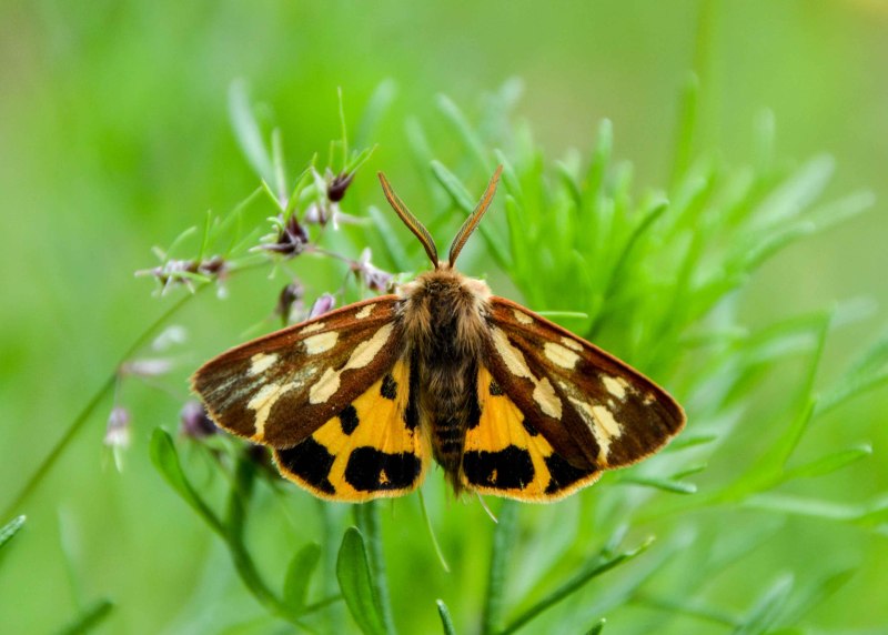 Hyphoraia Aulica