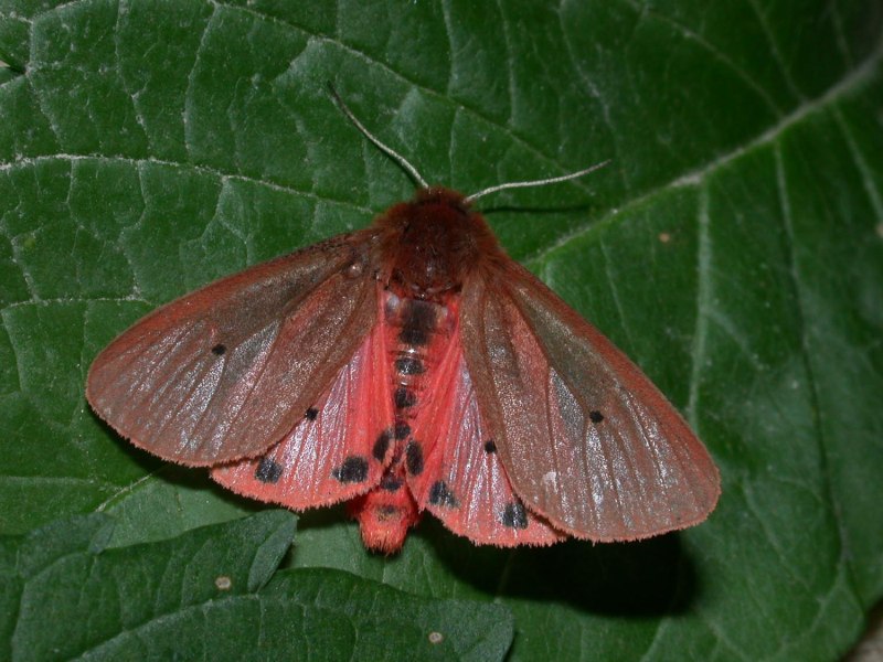 Phragmatobia fuliginosa