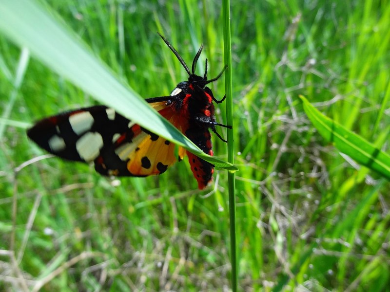 Arctia villica
