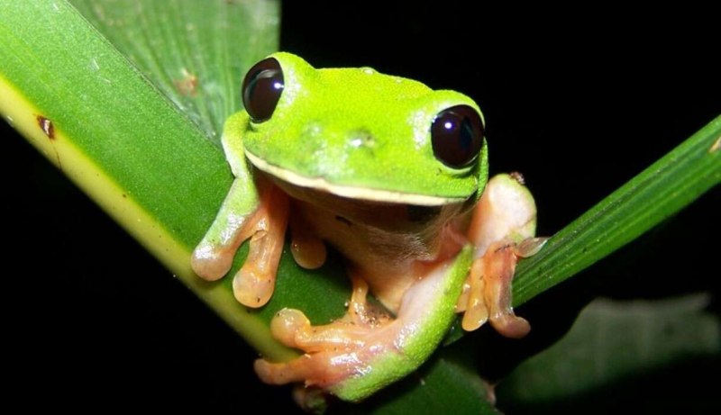 Agalychnis moreletii