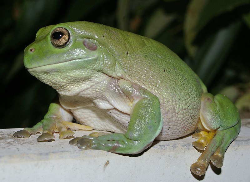 Австралийская голубая квакша Litoria m