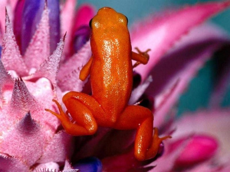 Золотая Мантелла Mantella aurantiaca