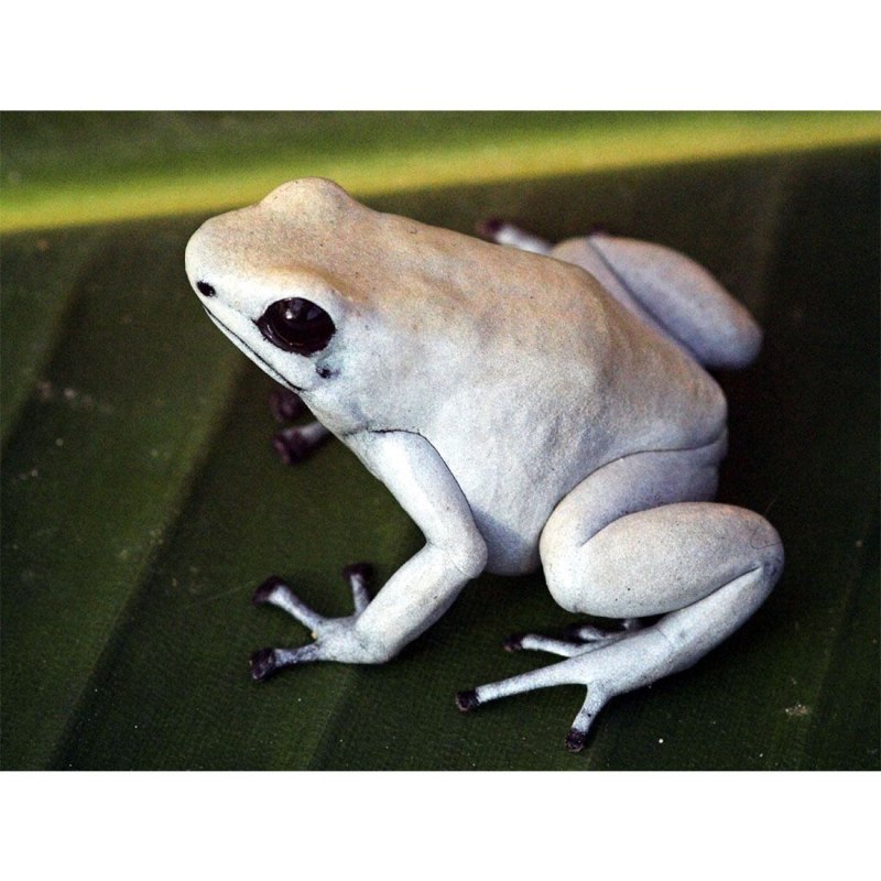 Adelphobates galactonotus