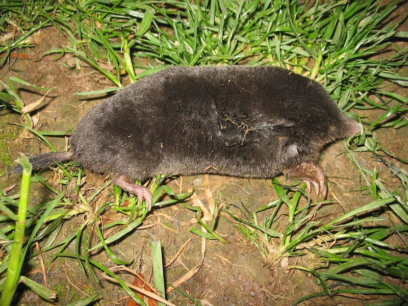 Сибирский Крот (talpa altaica)