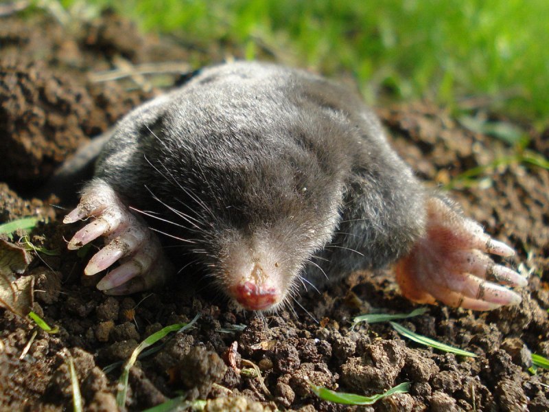 Крот обыкновенный (talpa europaea)
