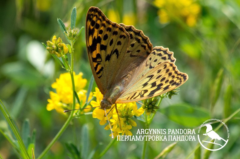 Argynnis pandora pandora