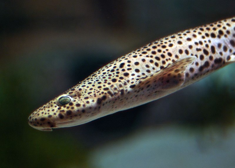 Scyliorhinus акула