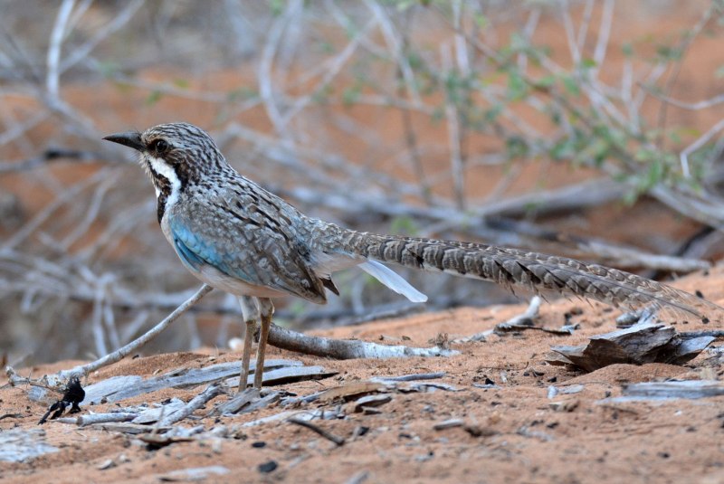 Uratelornis Chimaera