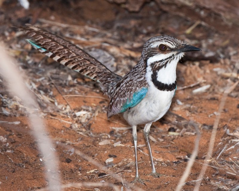 Uratelornis Chimaera