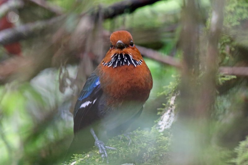 Atelornis crossleyi