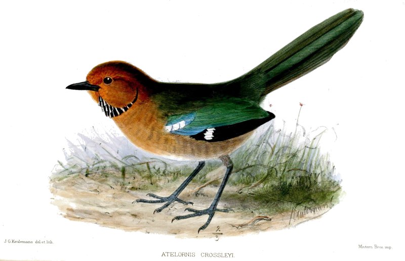 Atelornis crossleyi