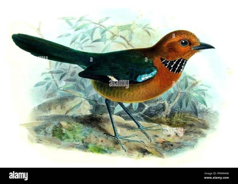 Atelornis crossleyi