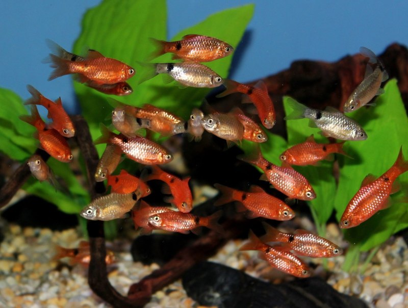 Барбус Огненный (Puntius conchonius)