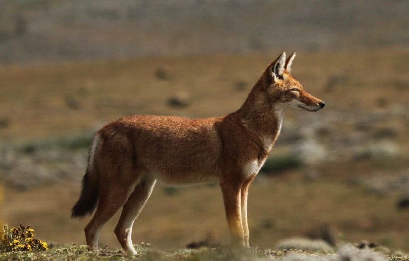 Обыкновенный Шакал (canis aureus)