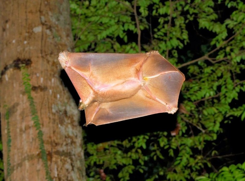 Galeopterus variegatus