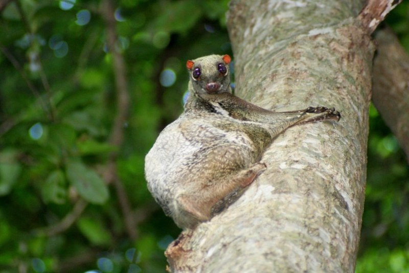 Малайский шерстокрыл (Galeopterus variegates)