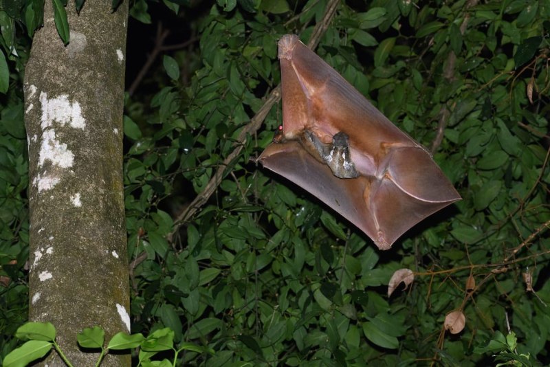 Galeopterus variegatus