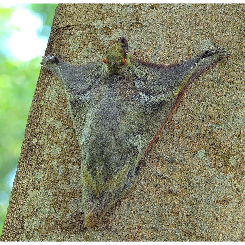 Малайский шерстокрыл (Galeopterus variegates)