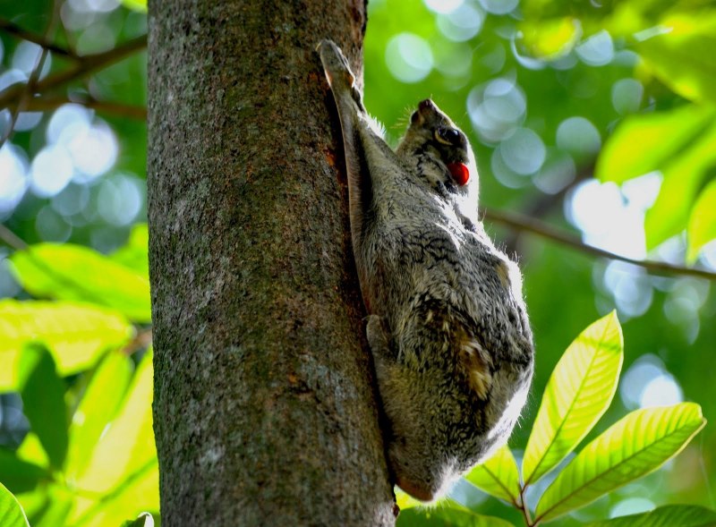 Cynocephalus volans
