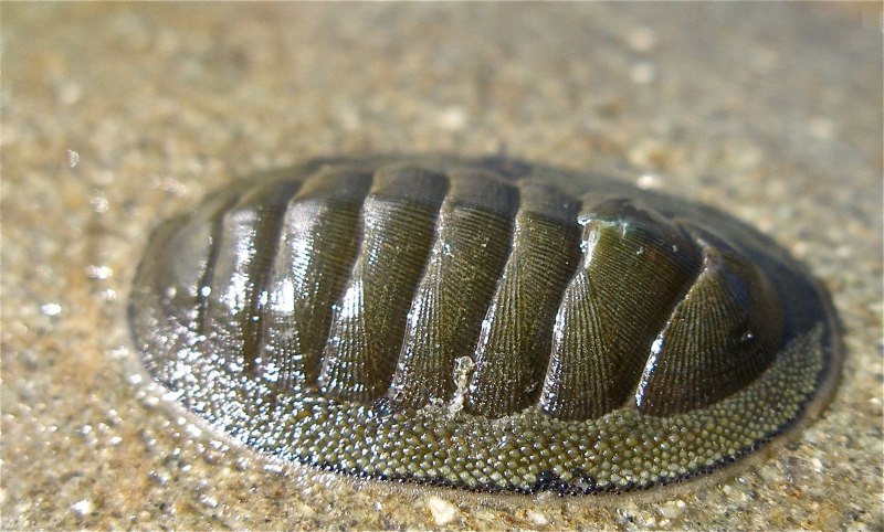 Панцирный моллюск - Хитон (Polyplacophora).